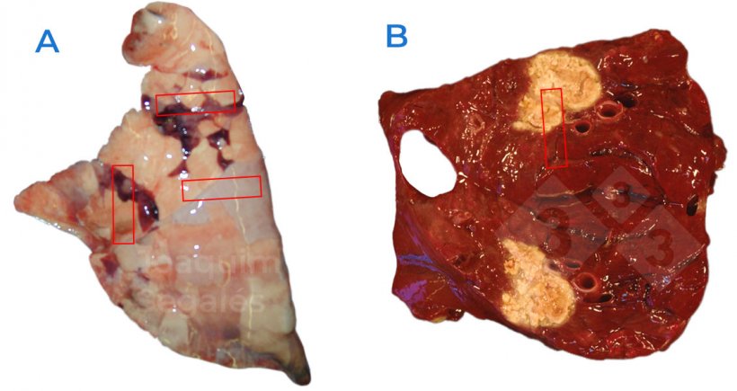 Figura 1. A. Campionamento generale consigliato in un polmone, prelevando campioni che includono aree normali e affette. B. In caso di lesioni focali, &egrave; necessario prendere in considerazione anche le aree normali e quelle interessate, non solo quelle con lesioni.
