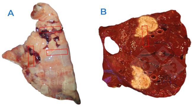 Figura 1. A. Campionamento generale consigliato in un polmone, prelevando campioni che includono aree normali e affette. B. In caso di lesioni focali, &egrave; necessario prendere in considerazione anche le aree normali e quelle interessate, non solo quelle con lesioni.
