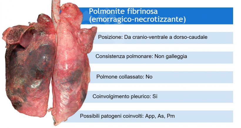 App: Actinobacillus pleuropneumoniae; As: Actinobacillus suis;&nbsp;Pm: Pasteurella multocida
