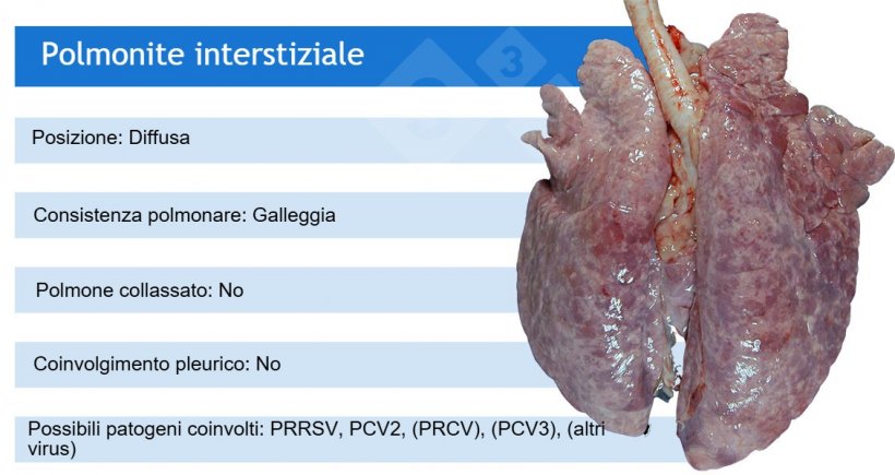 PRRSV:&nbsp;virus della sindrome riproduttiva e respiratoria suina; PCV2:&nbsp;circovirus suino tipo 2; PRCV:&nbsp;coronavirus respiratorio suino;&nbsp;PCV3:&nbsp;circovirus suino tipo 3.PRCV, PCV3 e altri virus, come gli adenovirus, il virus della Malattia di Aujeszky e altri, causano comunemente polmoniti interstiziali lievi.
