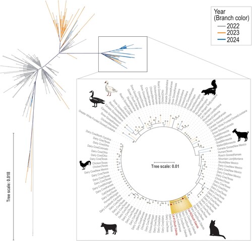 Figura 1. Albero filogenetico dell'emoagglutinina (HA) basato sulla massima verosimiglianza originato da 1443 sequenze di HPAIV H5N1, clade 2.3.4.4b. Il sottoramo evidenziato dell'albero non radicato contiene le sequenze del clade 2.3.4.4b di HPAIV H5N1 da due gatti del South Dakota.