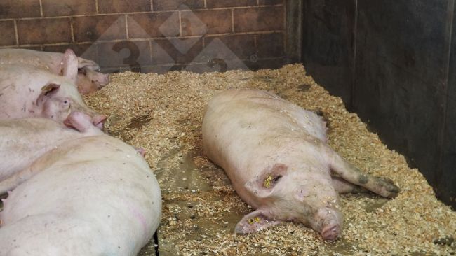 Foto 1. Scrofe che stanno riposando.
