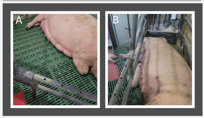 Figura 1: A) Sviluppo normale della mammella in una scrofa 24 ore prima del parto
che non è stata esposta a mangime contaminato da alcaloidi dell'ergot in contrasto con
B) scarso sviluppo mammario in una scrofa dopo l'esposizione a mangime contaminato da alcaloidi dell'ergot.