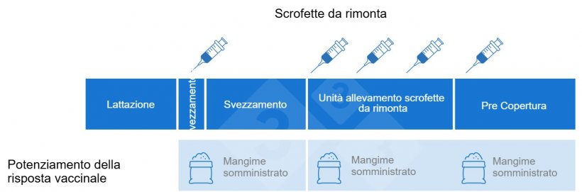 Figura 1. Esempio di protocollo di vaccinazione per le scrofette e quando i beta-glucani possono essere utilizzati come immunoadiuvanti per migliorare la risposta vaccinale dei vaccini desiderati.
