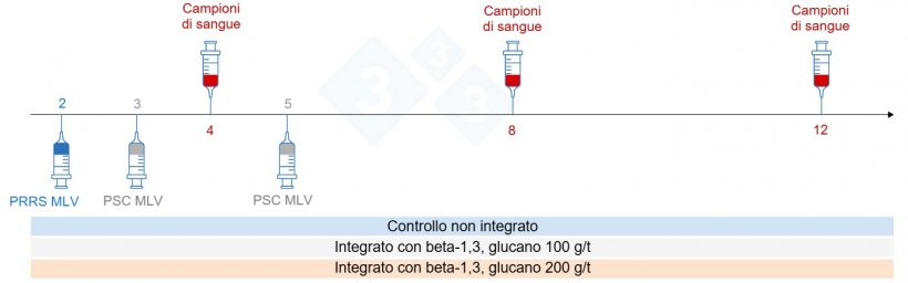 Figura 5: Progettazione della sperimentazione: gruppi, momento della&nbsp;vaccinazione e raccolta dei&nbsp;campioni&nbsp;di sangue (Chuaychu et al., 2024). Adattato da S. Casir&oacute; da Chuaychu et al., 2024.
