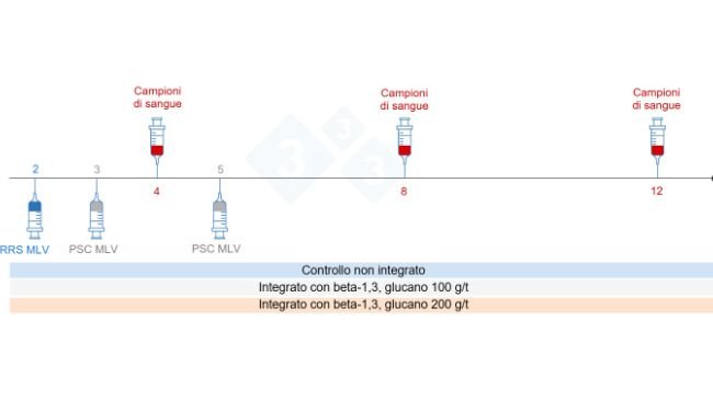Figura 5: Progettazione della sperimentazione: gruppi, momento della vaccinazione e raccolta dei campioni di sangue (Chuaychu et al., 2024). Adattato da S. Casiró da Chuaychu et al., 2024.