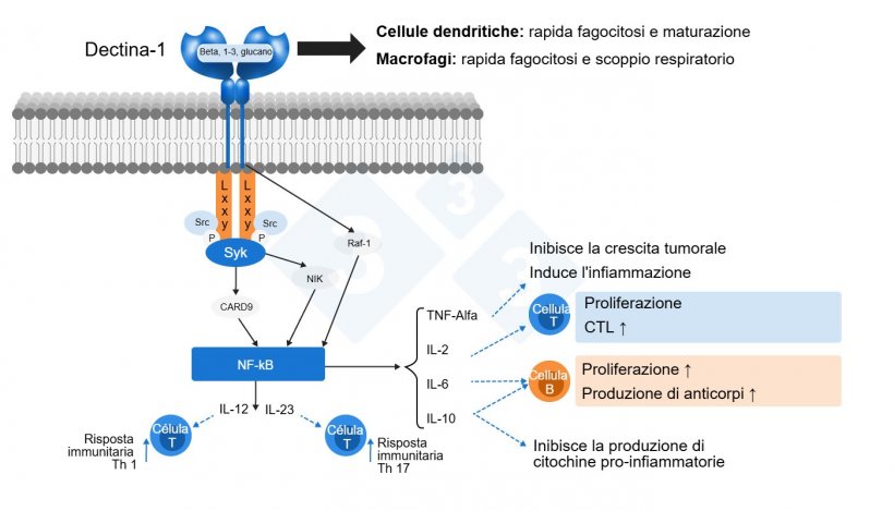 Figura 2: Modalit&agrave; d&#39;azione dei beta-glucani.&nbsp;Adattato da&nbsp;S. Casir&oacute; de Jin et al., 2018
