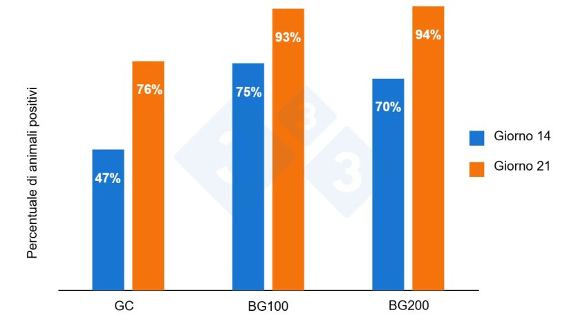 Figura 4: Percentuale di suinetti positivi agli anticorpi vs PRRS a 14 e 21 giorni dalla vaccinazione (Smeets et al. 2020).
