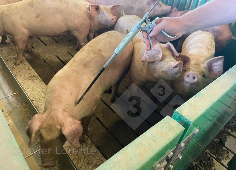 Foto 3. Punto di applicazione corretto.
