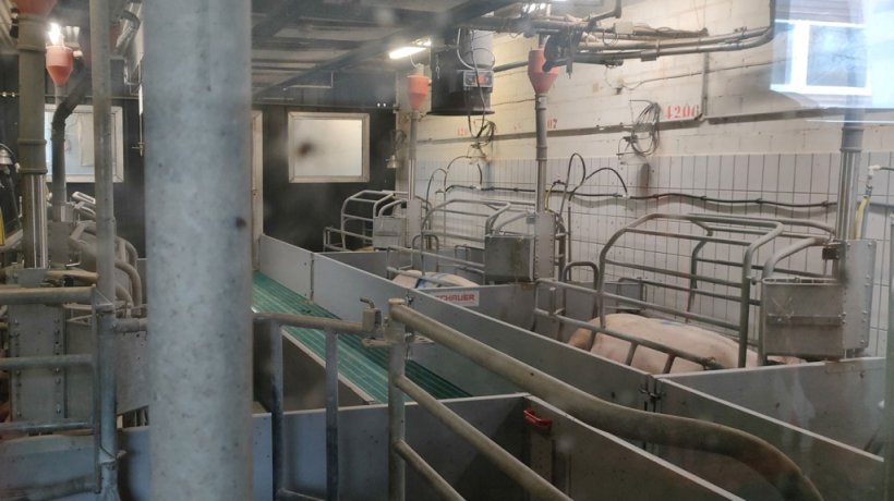 Uno dei modeli box parto libero ristrutturato (2)