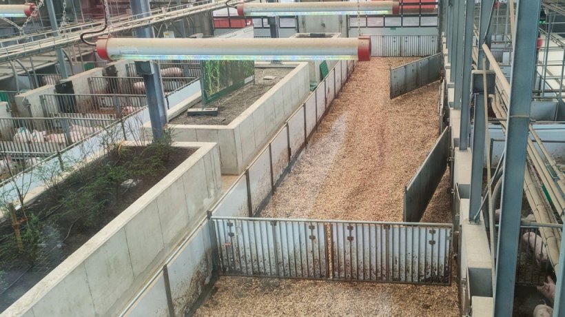 Ala destra del capannone con vista reparto esterno del box verso l'interno del capannone con lettiera destinata al gruffolamento realizzata con cippato di legno