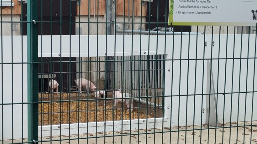 Parte esterna del box parto dell'allevamento biologico