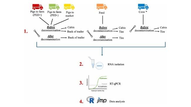 Fig. 1. Flusso di raccolta campioni ed elaborazione utilizzato in questo studio. * indica che i camion del personale non sono stati decontaminati nelle stazioni C&D, pertanto non sono stati raccolti campioni "dopo la decontaminazione".