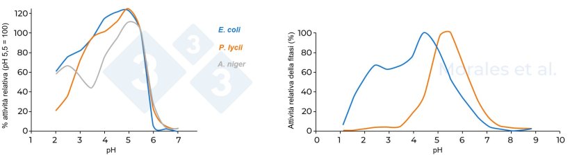 Figura 3. Attivit&agrave; relativa di diverse fitasi. La figura a sinistra confronta tre fitasi. (A. niger, E. coli&nbsp;e&nbsp;P. lycii),prendendo come riferimento un'attivit&agrave; del 100% a pH 5,5 (Kumar et al., 2003). La figura a destra confronta due fitasi (fitasi microbica di E. coli e fitasi fungina di P. lycii); l'attivit&agrave; fitasi massima registrata &egrave; stata considerata pari al 100% (Morales et al., 2011).
