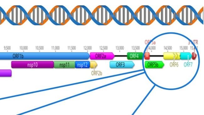 Figura 1: Rappresentazione schematica del genoma completo del PRRSV (GenBank U87392) e delle regioni bersaglio in diversi test diagnostici. Negli Stati Uniti, i test RT-PCR per rilevare i virus vaccinali vivi modificati (MLV) hanno come bersaglio la regione nsp2, mentre il sequenziamento CLAMP per bloccare l'amplificazione dei virus vaccinali MLV durante il sequenziamento Sanger ha come bersaglio il gene ORF5.