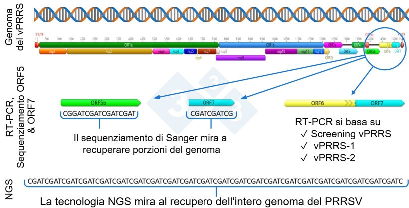 Figura 1: Rappresentazione schematica del genoma completo del PRRSV (GenBank U87392) e delle regioni bersaglio in diversi test diagnostici. Negli Stati Uniti, i test RT-PCR per rilevare i virus vaccinali vivi modificati (MLV) hanno come bersaglio la regione nsp2, mentre il sequenziamento CLAMP per bloccare l'amplificazione dei virus vaccinali MLV durante il sequenziamento Sanger ha come bersaglio il gene ORF5.