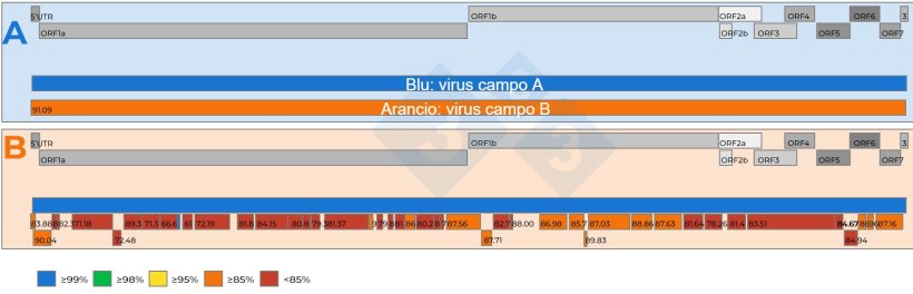 Figura 2: A) Rappresentazione schematica del confronto di due sequenze complete del genoma del PRRSV recuperate da campioni di siero aggregati 15:1 con un Ct di 18,4. È stato stabilito un virus di riferimento (blu). Il livello di similarità nucleotidica tra i virus è rappresentato dai numeri nei riquadri rossi. B) Rappresentazione schematica di un confronto tra due sequenze del genoma di vPRRS recuperate da campioni di siero aggregati 5:1 con un Ct di 19,5. Un virus è stato impostato come ceppo di riferimento (blu). Il livello di similarità nucleotidica tra i frammenti di genoma recuperati dal secondo virus è codificato a colori e rappresentato anche da numeri nei riquadri rossi. I geni del genoma di vPRRS sono rappresentati nella parte superiore di entrambi i pannelli A e B. I singoli ORF presenti in una sequenza completa del genoma di vPRRS sono rappresentati nella parte superiore di entrambi i pannelli A e B.