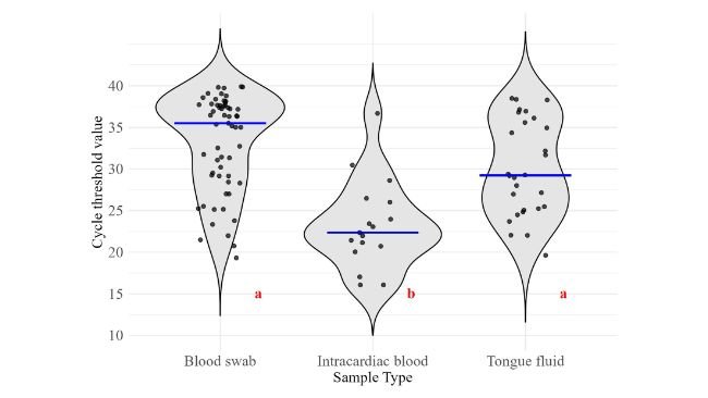 Figura 1. Distribuzione dei valori soglia del ciclo per i tipi di campione raccolti. Diverse lettere rosse indicano differenze significative (α=0,05). Le linee blu rappresentano le mediane dei gruppi. Dimensioni del campione per i risultati positivi al PRRSV: tampone ematico (n=59), sangue intracardiaco (n=17), fluido linguale (n=28).