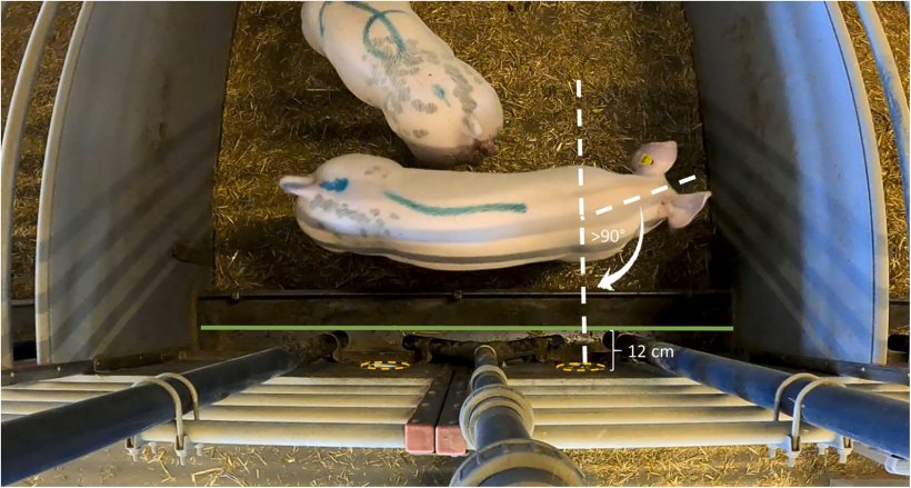 Fig. 4. Vista dall'alto del recinto sperimentale, ripresa dalla telecamera, con due maiali in evidenza. Il centro della mangiatoia &egrave; contrassegnato da una linea verde, che in questa vista si trovava a circa 12 cm dai punti di inserimento, evidenziati dai cerchi arancioni tratteggiati. Il maiale nella parte anteriore del recinto illustra la posizione per un punteggio di reazione 5 ("uscita"), essendosi girato di oltre 90 gradi rispetto al punto di inserimento destro entro 6 secondi dal raggiungimento del criterio di avvicinamento. Fonte:https://doi.org/10.1016/j.applanim.2025.106713.
