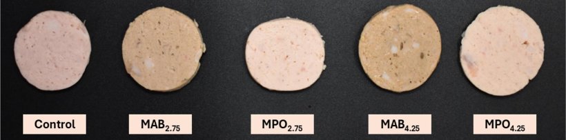 Fig. 1. Mortadella di controllo e mortadelle riformulate addizionate con farina di steli di Agaricus bisporus (ABSF) e farina di steli di Pleurotus ostreatus (POSF) come sostituti del cloruro di sodio e dell'amido.Controllo: mortadella con 2,5% di sale e 3% di fecola di patate, MAB2,75: mortadella con 2,75% di ABSF, 1,25% di sale, 0,015% di tripolifosfato di sodio e 1,5% di fecola di patate, MPO2,75: mortadella con 2,75% di POSF, 1,25% di sale, 0,015% di tripolifosfato di sodio e 1,5% di fecola di patate, MAB4,25: mortadella con 4,25% di ABSF, 1,25% di sale, 0,015% di tripolifosfato di sodio e 0% di fecola di patate, MPO4,25: mortadella con 4,25% di POSF, 1,25% di sale, 0,015% di tripolifosfato di sodio e 0% di fecola di patate. Fonte:&nbsp;
https://doi.org/10.1016/j.meatsci.2025.109888.

