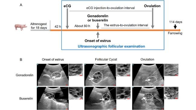 Figura 2. Flusso di lavoro dell'esame ecografico ovarico e immagini tipiche dei follicoli nelle scrofette. (A) Diagramma schematico del flusso di lavoro sperimentale. Il monitoraggio follicolare ad alta frequenza è stato effettuato dall'estro alla fase ovulatoria, contrassegnata da un riquadro rettangolare blu. (B) Fotografie dell'ecografia follicolare suina. Le immagini ecografiche sono state acquisite con il dispositivo HS-1600V. Le ovaie apparivano come echi grigi o bianchi (linee tratteggiate bianche). All'inizio dell'estro, i follicoli sono stati visualizzati come forme circolari scure (frecce bianche) e durante la fase post-ovulatoria, i cluster scuri all'interno dello stroma ovarico sono stati considerati follicoli antrali immaturi. Barre di scala: 10 mm.Fonte:https://doi.org/10.3389/fvets.2025.1612713