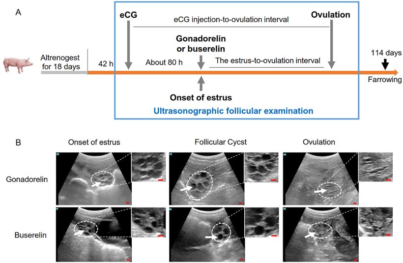 Figura 2. Flusso di lavoro dell'esame ecografico ovarico e immagini tipiche dei follicoli nelle scrofette. (A) Diagramma schematico del flusso di lavoro sperimentale. Il monitoraggio follicolare ad alta frequenza è stato effettuato dall'estro alla fase ovulatoria, contrassegnata da un riquadro rettangolare blu. (B) Fotografie dell'ecografia follicolare suina. Le immagini ecografiche sono state acquisite con il dispositivo HS-1600V. Le ovaie apparivano come echi grigi o bianchi (linee tratteggiate bianche). All'inizio dell'estro, i follicoli sono stati visualizzati come forme circolari scure (frecce bianche) e durante la fase post-ovulatoria, i cluster scuri all'interno dello stroma ovarico sono stati considerati follicoli antrali immaturi. Barre di scala: 10 mm.Fonte:https://doi.org/10.3389/fvets.2025.1612713
