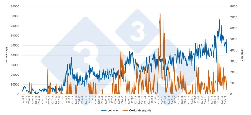 Evoluzione settimanale delle importazioni spagnole di suinetti e suini grassi dai Paesi Bassi (gennaio 2016-giugno 2025). Fonte: Redazione 333, basato sui dati della RVO.
