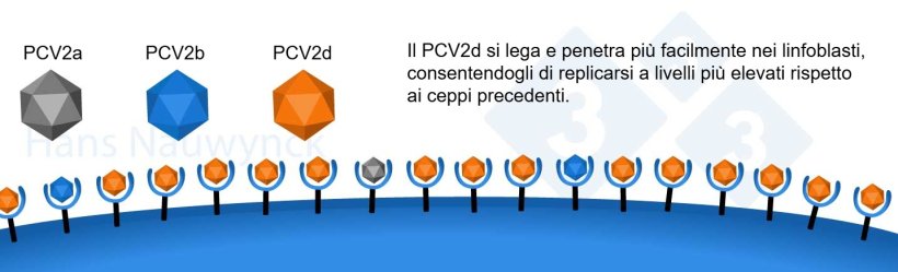 Il PCV2 &egrave; un virus in continua evoluzione. Il PCV2d &egrave; diventato l'attuale ceppo dominante, modificando la sua superficie per legarsi meglio ai suoi recettori sui linfoblasti.
