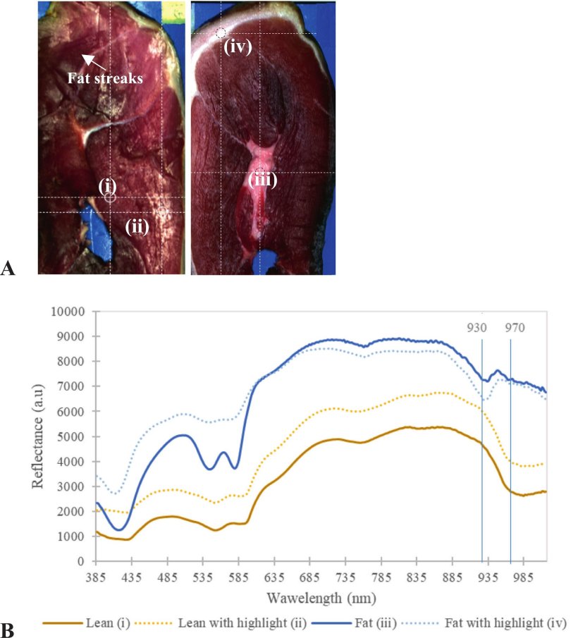 Fig. 3. Immagini pseudo-colorate dall'immagine iperspettrale originale, che mostrano diversi artefatti (striature di grasso e fosfati di tirosina) e riflessi speculari nella massa muscolare magra e nel tessuto adiposo (A), e il corrispondente spettro medio grezzo della massa muscolare magra (i), del tessuto adiposo (iii), della massa muscolare magra con riflessi speculari (ii) e del tessuto adiposo con riflessi speculari (iv) (B). Fonte: https://doi.org/10.1016/j.meatsci.2025.109915.