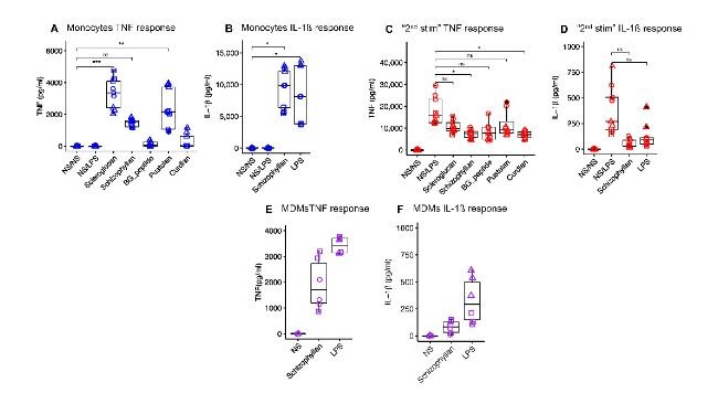 Figura 1. Risposta citochinica di monociti e MDM suini a diversi β-glucani. I monociti suini sono stati trattati con diversi β-glucani (10 μg/mL) o LPS 10 ng/mL per 24 ore. Gli stimoli sono stati rimossi e le cellule sono state lasciate a riposo per 6 giorni, seguiti da una seconda stimolazione con LPS (1 μg/mL) per 24 ore. I livelli di citochine sono stati misurati dopo il trattamento (A, B) e la restimolazione (C, D). NS/NS rappresenta le cellule che non hanno ricevuto né la prima né la seconda stimolazione. NS/LPS rappresenta le cellule che non hanno ricevuto la prima stimolazione ma hanno ricevuto la seconda stimolazione con LPS. (E, F) rappresentano la risposta citochinica di MDM suini alla stimolazione con schizophyllan e LPS per 24 ore. NS rappresenta gli MDM che hanno ricevuto solo il terreno di coltura. Ogni forma rappresenta una replica biologica. Il confronto tra i gruppi è stato effettuato utilizzando l'ANOVA unidirezionale (ns, non significativo; * p < 0,05; ** p < 0,01; *** p < 0,001).
Fonte: Vaccines 2024, 12, 982. https://doi.org/10.3390/vaccines12090982