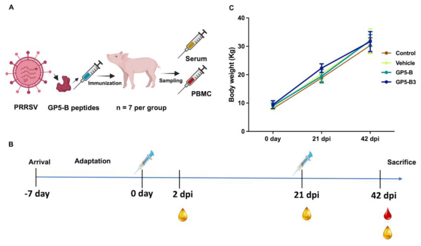 Figura 1. Disegno sperimentale e peso corporeo dei suinetti dopo l'immunizzazione. (A) Rappresentazione schematica del disegno sperimentale; i suinetti sono stati immunizzati con peptidi GP5-B o GP5-B3 e sono stati raccolti campioni di siero e sangue. Inoltre, sono stati istituiti due gruppi di controllo (N = 7): un gruppo di controllo e un gruppo veicolo. (B) La cronologia dell'esperimento mostra l'immunizzazione ai giorni 0 e 21, nonché il campionamento del siero a 2 dpi, 21 dpi e 42 dpi. Infine, il campionamento del sangue è stato effettuato a 42 dpi. (C) Monitoraggio del peso corporeo dei suinetti nei quattro gruppi. (N = 7 per gruppo). I pesi medi dei sette suini in ciascun gruppo sono rappresentati da linee colorate e gli intervalli interquartili sono mostrati dalle barre di errore. È stata utilizzata un'ANOVA a due vie seguita dal test post hoc di Tukey per valutare la significatività statistica. L'analisi non ha rivelato differenze significative nel peso tra i gruppi. Fonte: Vaccines 2024, 12, 652. https://doi.org/10.3390/vaccines12060652