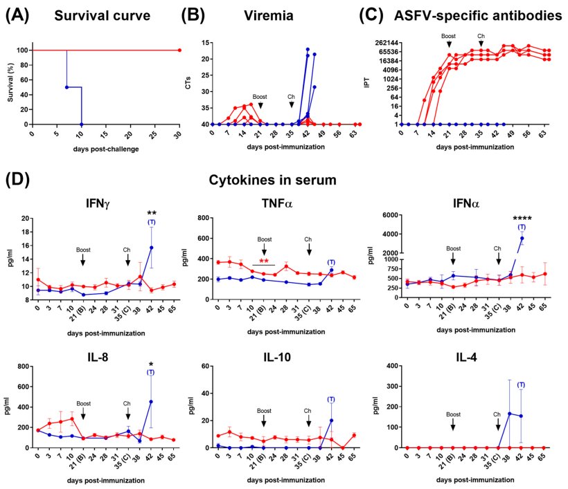Figura 1. Curva di sopravvivenza di Kaplan-Meier che confronta entrambi i gruppi dopo la somministrazione del ceppo virulento Armenia07 (A). Viremia (B), risposta anticorpale specifica per il virus della peste suina africana (C) e citochine nei campioni di siero (D) dopo l'immunizzazione dei suini al giorno 0 (prime) e 21 (boost) dpi con Lv17/WB/Rie1 e la somministrazione del ceppo Armenia07 a 35 dpi. Suini immunizzati (linea rossa) e suini non immunizzati (linea blu). Sono mostrati i valori a ciascun punto temporale per ciascun singolo suino (B, C). I dati medi ± SEM sono mostrati per ciascun gruppo (D). La significatività è indicata dai seguenti valori: * (p < 0,05), ** (p < 0,01), *** (p < 0,001) e ****(p < 0,0001). Gli asterischi neri indicano la significatività tra i gruppi ("punto temporale corrispondente"). La significatività all'interno del gruppo tra il giorno 0 e i diversi giorni successivi all'immunizzazione è indicata da asterischi rossi (gruppo immunizzato) o da asterischi blu (gruppo di controllo non immunizzato). Fonte: Vaccines 2024, 12, 443. https://doi.org/10.3390/vaccines12040443