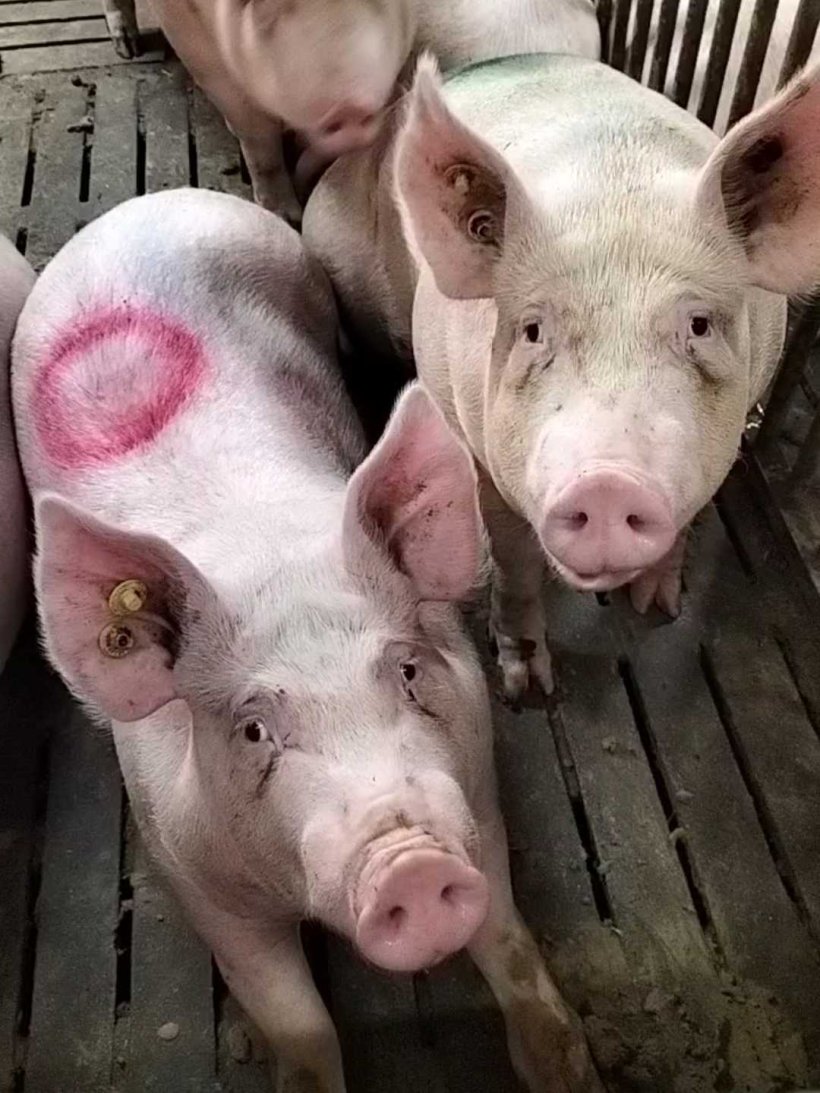 Suini identificati individualmente per il controllo giornaliero, in tempo reale dei consumi.
