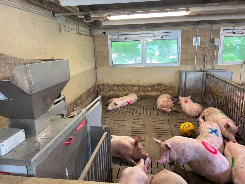 Stalla sperimentale presso l'Universit&agrave; di Padova con sistemi di controllo elettronico dell'alimentazione
