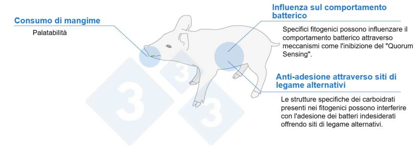 Figura 1. I fitogenici possono aiutare i suinetti attraverso diversi meccanismi.
