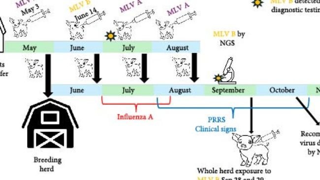 Movimento degli animali, esposizione al vaccino vivo modificato (MLV), sequenza di eventi dei test di sequenziamento di nuova generazione (NGS) nell'unità di sviluppo delle scrofette (GDU) e nella mandria riproduttiva.
