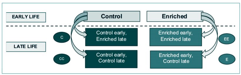 Progettazione del trattamento che include la transizione dalla fase iniziale (0-8 settimane) a quella avanzata (9-21 settimane), in cui met&agrave; dei suini di ciascun trattamento
passava all'altro, per un totale di quattro trattamenti durante la fase avanzata della vita. Fonte: Praire Swine Center