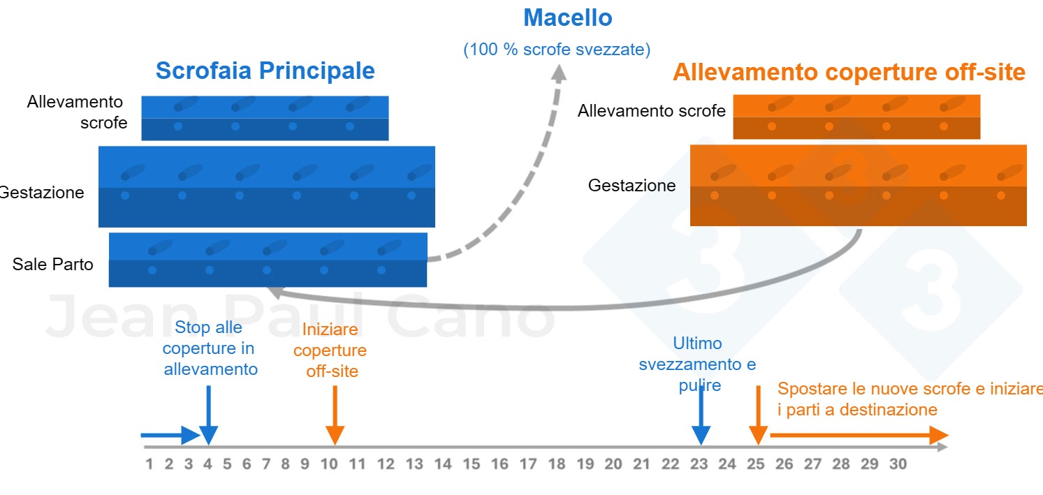 Figura 2. Cronologia e diagramma di flusso degli animali durante il periodo di depopolamento-ripopolamento.

