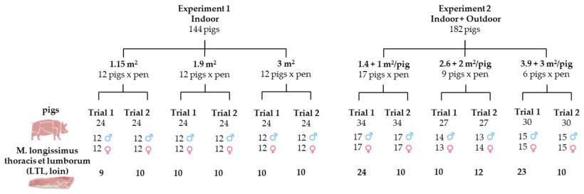 Figura 1. Disegno sperimentale che mostra il numero di animali assegnati ai diversi trattamenti SA e il numero di lombi campionati da ciascun gruppo sperimentale. Fonte: Foods 2025, 14, 2817.