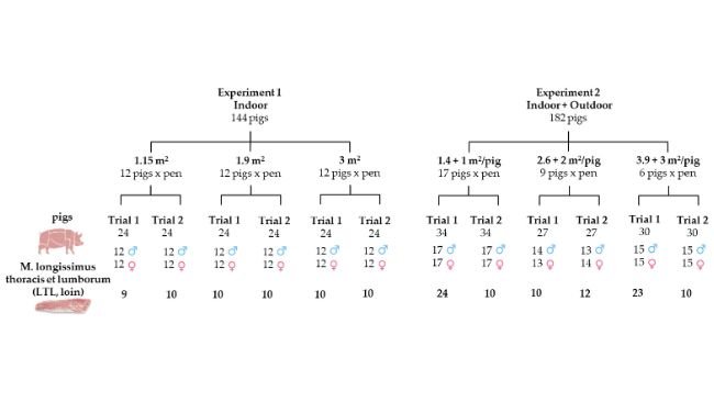 Figura 1. Disegno sperimentale che mostra il numero di animali assegnati ai diversi trattamenti SA e il numero di lombi campionati da ciascun gruppo sperimentale. Fonte: Foods 2025, 14, 2817.