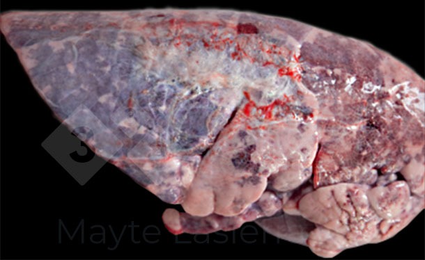 Pleuriti dorso-caudali
