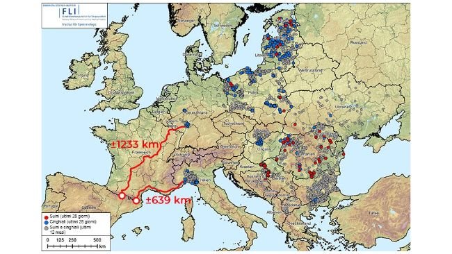 Figura 1. Distanza dal confine spagnolo ai focolai più vicini di peste suina africana (genotipo II), che in Europa è presente in Albania, Stati baltici, Bosnia ed Erzegovina, Bulgaria, Germania, Grecia, Italia, Kosovo, Croazia, Moldavia, Montenegro, Macedonia del Nord, Polonia, Romania, Svezia, Serbia, Slovacchia, Repubblica Ceca, Ucraina e Ungheria (dal 20 agosto 2024 al 20 agosto 2025). Fonte dei dati: ADIS, TSN (al 20 agosto 2025 - 08:40)