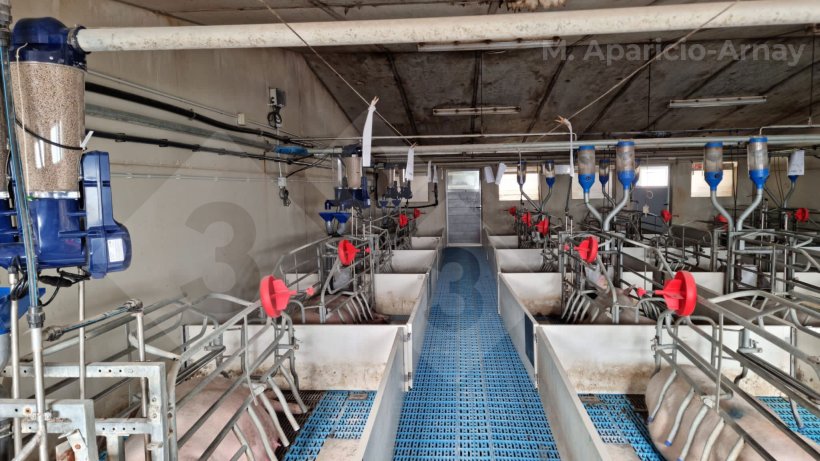 Foto 2. Alimentazione di precisione durante l'allattamento della scrofa.
