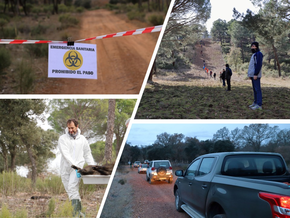 Figura 3: Simulazioni di PSA&nbsp;nei cinghiali.
