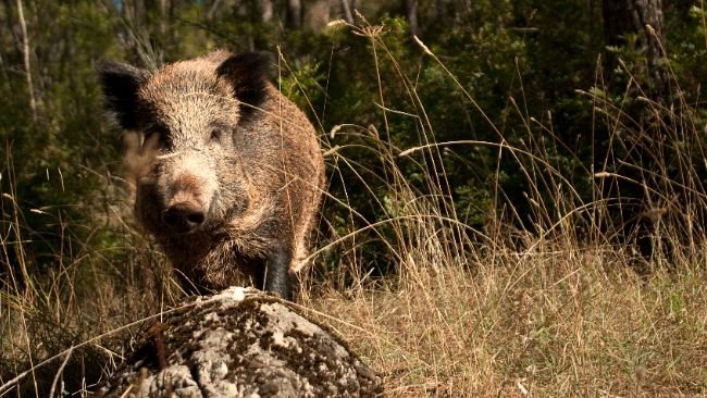 Cinghiale PSA peste suina africana