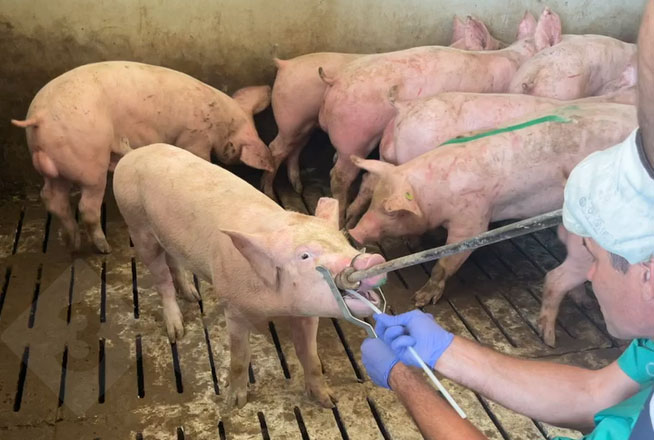 Campionamento tramite tampone tonsillare.
