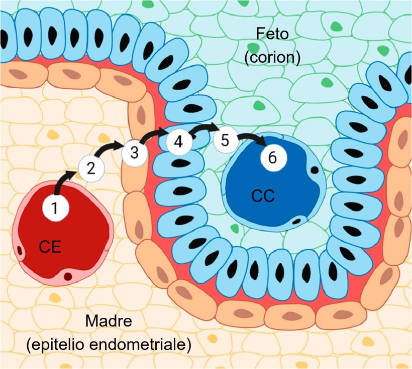 Figura 3. Placenta suina e i suoi sei strati: (1) capillari endometriali, (2) interstizio endometriale, (3) epitelio endometriale, (4) epitelio trofoblastico, (5) interstizio corionico e (6) capillari corionici. Fonte: Almeida & Alvarenga, 2022.