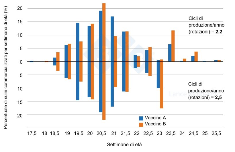 Figura 3: Due allevamenti, ma uno con una minore variabilit&agrave; nei tassi di crescita, il che significa un minor numero di suini a crescita lenta a causa delle differenze nel programma di vaccinazione. Un minor numero di suini a crescita lenta significa che le stalle possono essere svuotate prima senza incorrere in tante penalit&agrave;.
