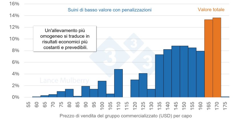 Figura 4: Ridurre il numero di suini a crescita lenta non solo diminuisce le potenziali sanzioni, ma anche i costi associati all'occupazione di un minor numero di spazi nei box&nbsp;e a un minor numero di ore di lavoro per suino, oltre a ottimizzare l'Indice di&nbsp;conversione alimentare.
