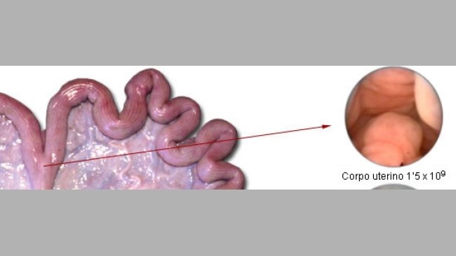 Numero di spermatozoi necessari per inseminazione in funzione del posizionamento del deposito di seme.